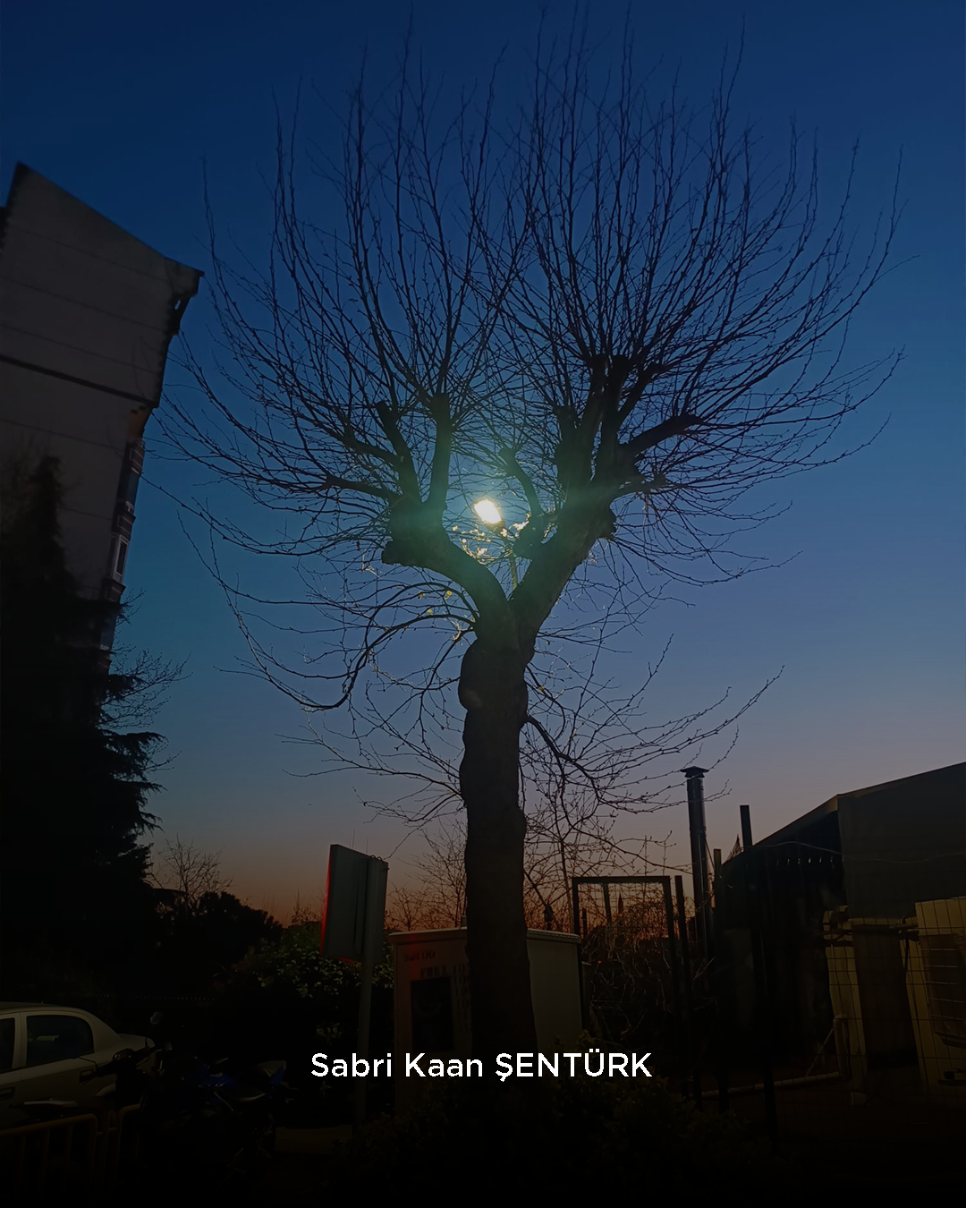 Günbatımı ve Ağaç